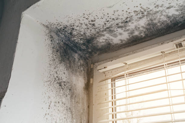 Affordable Mold Remediation solutions in Hillside, NJ